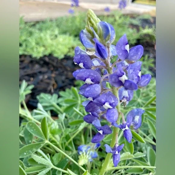 50 Seeds Texas Bluebonnet Wildflower Lupinus texensis Flower Seeds Garden - Picture 12 of 16